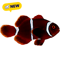 ORA Maroon Clown