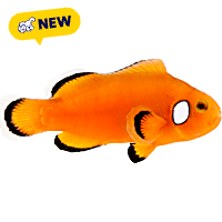 ORA Naked with Dots Ocellaris Clownfish