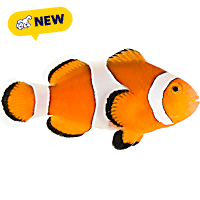 ORA Ocellaris Clownfish