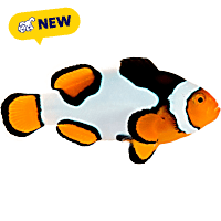 ORA Premium Picasso Clownfish