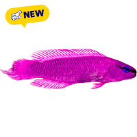 ORA Orchid Dottyback