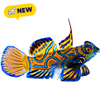 ORA Blue Mandarin Dragonet
