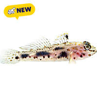 ORA Transparent Cave Goby