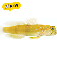 ORA Watchman Goby