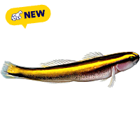 ORA Yellowline Goby