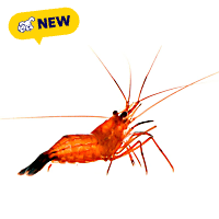 ORA Peppermint Shrimp