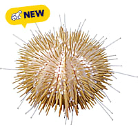 ORA Pincushion Urchin
