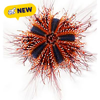ORA Tuxedo Urchin
