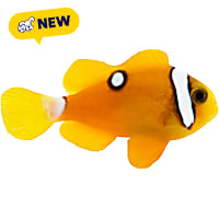ORA Deluxe Clarks Clownfish