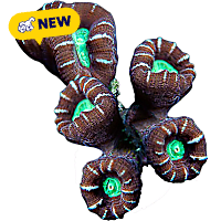 ORA Candy Cane Coral