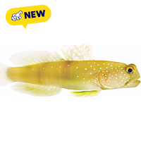 ORA Watchman Goby