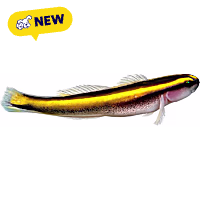 ORA Yellowline Goby