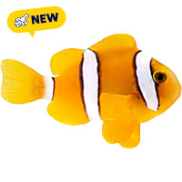 ORA Clarks Clownfish