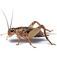 Imagitarium Vita-Bugs Crickets - Pinhead, Count of 50