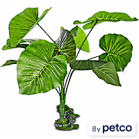Imagitarium Ficus Terrarium Plant