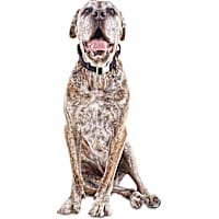 YOULY Control Handle Collar for Big Dogs