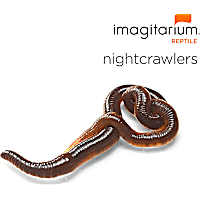Nightcrawlers