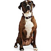 YOULY The Rebel Brown Leather Bone Stud Dog Collar