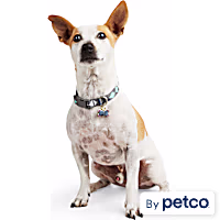 YOULY Assorted Geometric Print Dog Collar