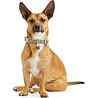 YOULY Multicolored Reflective Dog Collar