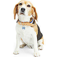YOULY Horiztonal Stripe Dog Collar