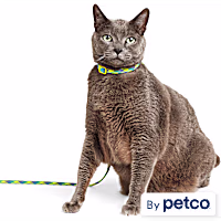 YOULY Green & Silver Rope Cat Harness & Leash Set