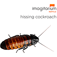Hissing Cockroach (Gromphadorhina portentosa)