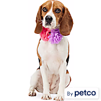 YOULY Flower Collar Accessory for Dogs