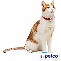 YOULY Birthday Cat Bowtie and Toy Set