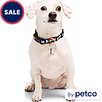 YOULY Pride Progress Flag Dog Collar