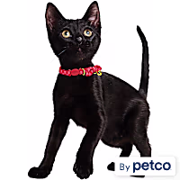 YOULY Valentine's Breakaway Cat Collar