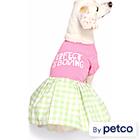 YOULY Perfect Is Boring Pet Dress