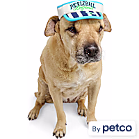 YOULY Pickleball Pet Visor