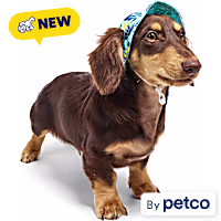 YOULY Cool-to-Touch Dog Hat