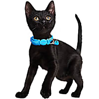 YOULY Basic Meow Jacquard Kitten Collar