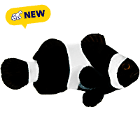 ORA Black Ocellaris Clownfish