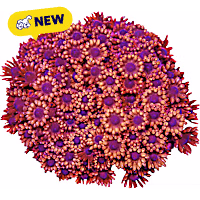 ORA Red Flowerpot Goniopora Coral