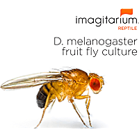 Flightless Fruit Flies - D. melanogaster