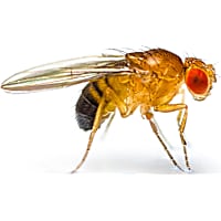 Flightless Fruit Flies - D. hydei