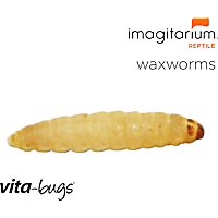Vita-Bugs Waxworms