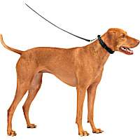 PetSafe Soft Point No Pull Training Dog Collar