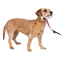 PetSafe The Ultimate Solution to Pulling Gentle Leader No-Pull Dog Headcollar