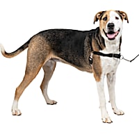 PetSafe Easy Walk Black Dog Harness