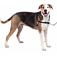 PetSafe Easy Walk Black Dog Harness