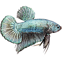 Male Halfmoon King Betta