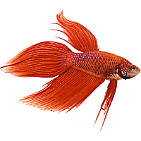 Male Red Veiltail Betta