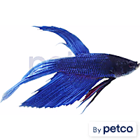 Male Blue Veiltail Betta