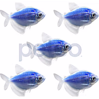 Cosmic Blue Tetra - 5 Pack