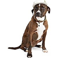 Reddy Ocean Colorblock Dog Hat
