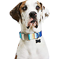 YOULY Blue/Orange Big Dog Collar
